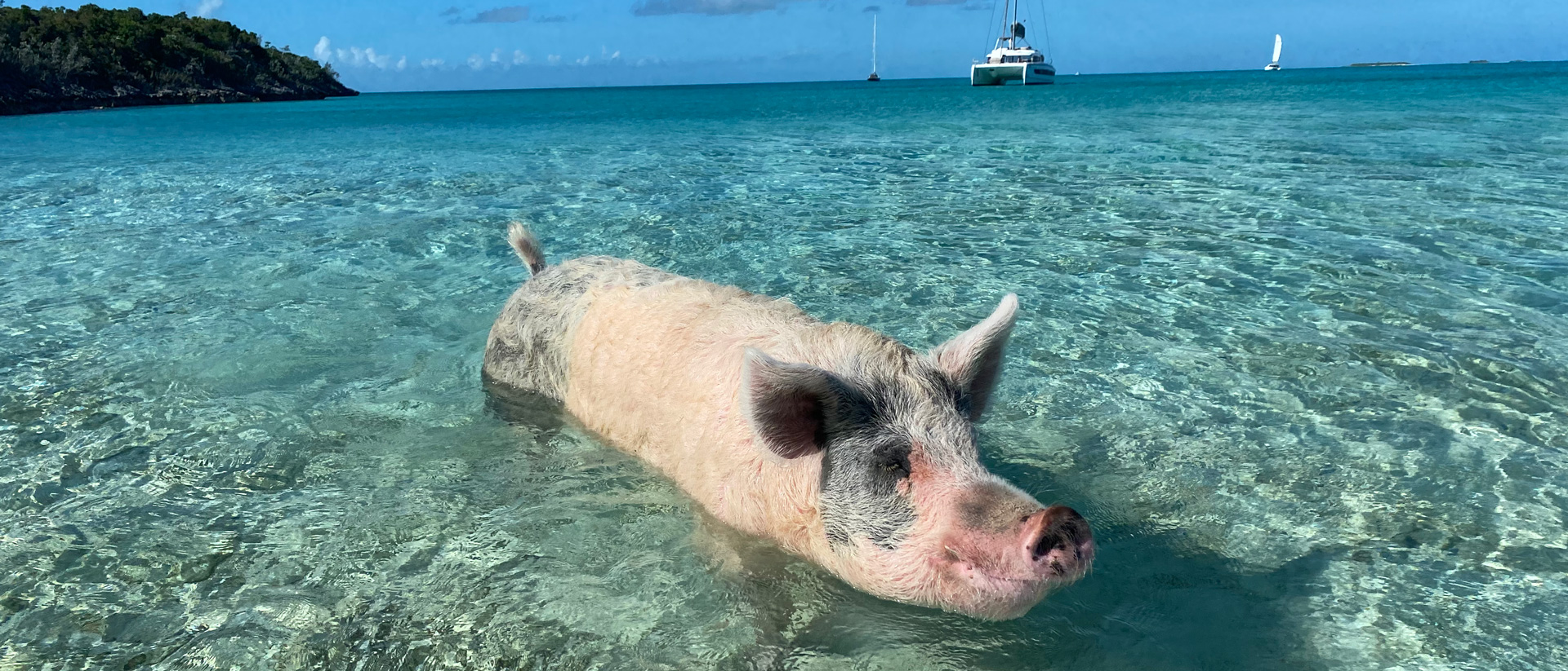 pig in water at beach on exumas exursion
