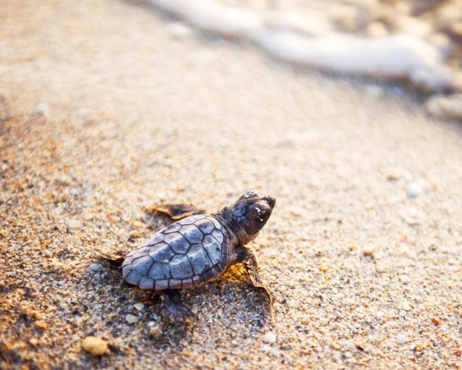 turtle sanctuary hatchling on beach