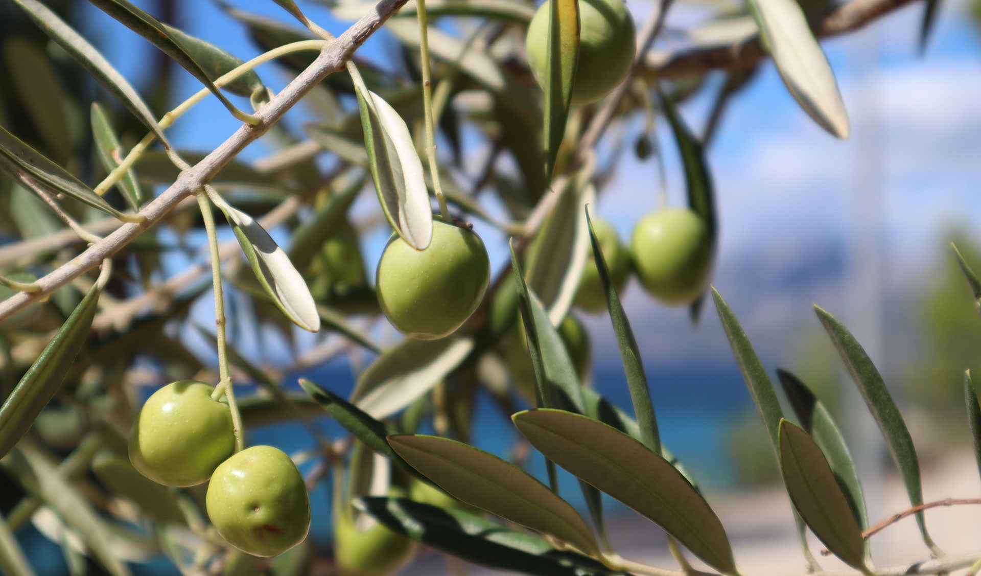 olive trees on Murter Island top croatia photo spot