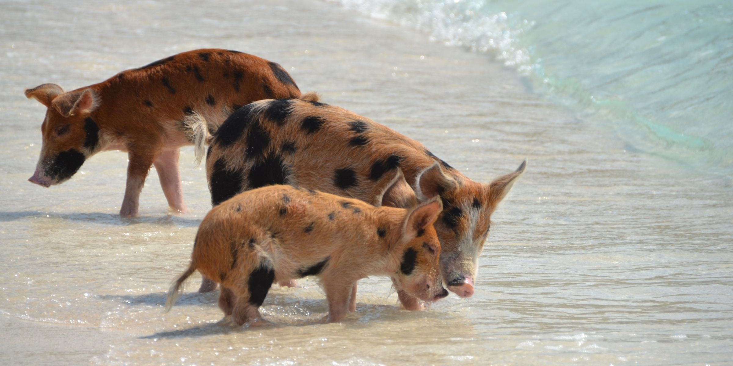 Swimming Pigs